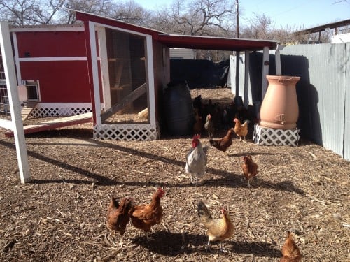 The chicken coop at Mobile Loaves and Fishes Genesis Gardens