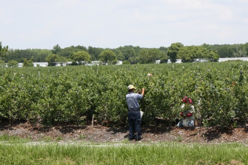 farmworkers in the border region