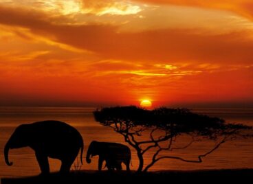 elephant-1240011_1280