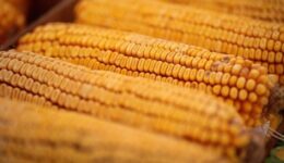 the hill corn