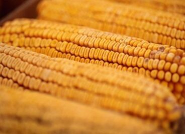the hill corn
