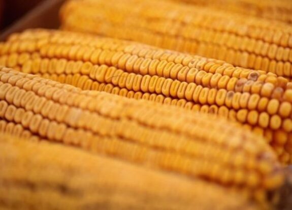 the hill corn