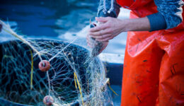 fisherman while cleaning the fishnet from the fish