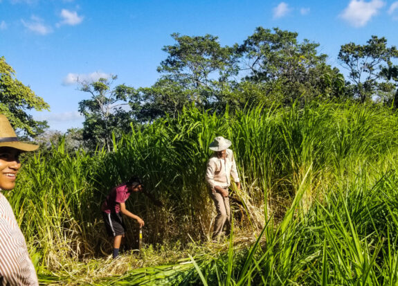 getting sugar cane to process for animal feed-Revised
