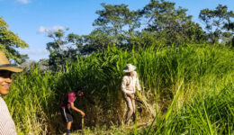 getting sugar cane to process for animal feed-Revised