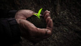 Workers hand with seedlings in the dark