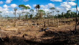 Amazon-Deforestation