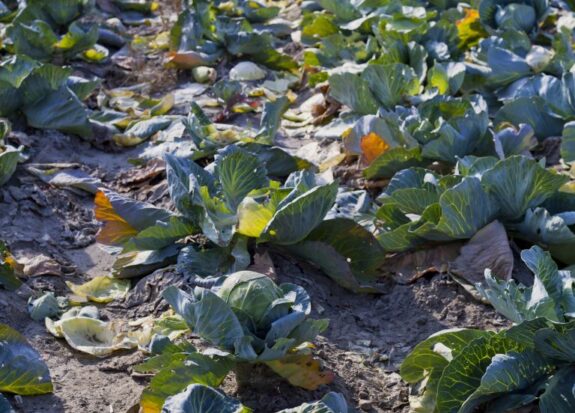 Cabbage field waste.