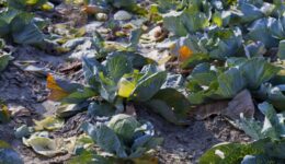 Cabbage field waste.