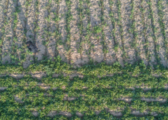 Farm-in-Palestine