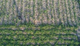 Farm-in-Palestine