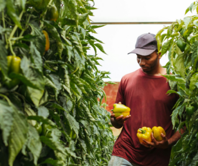 food justice