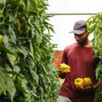 food justice