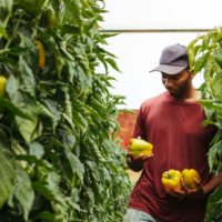 food justice