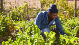 Black gardener - social