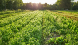 Farm-Vegetable-Social