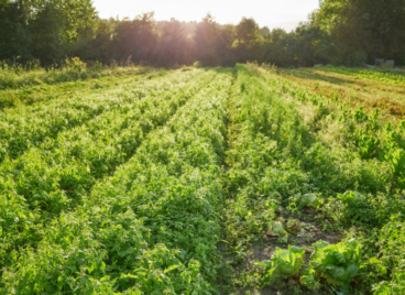 Farm-Vegetable-Social