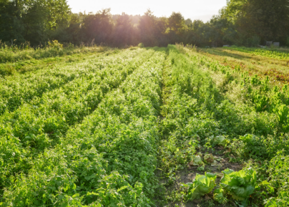 Farm-Vegetable-Social