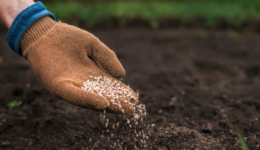 farm-seeds