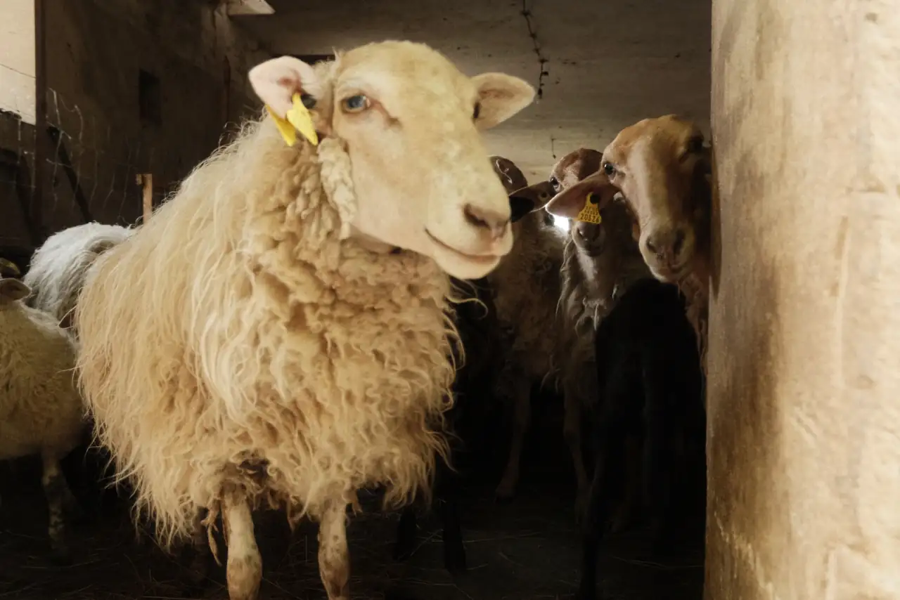 Sheep in the Shepherd School’s milking quarters. Photo Credit: Melanie Marques