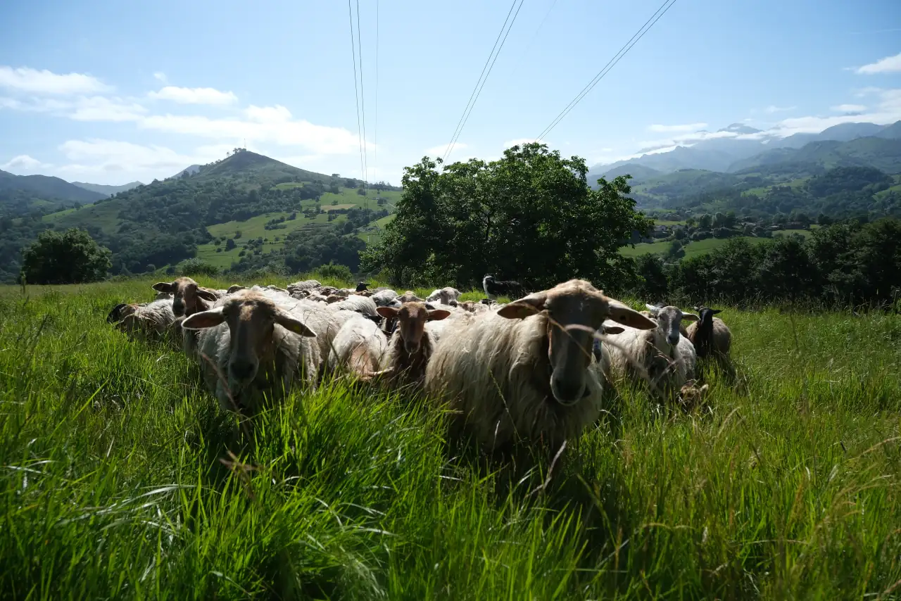 School Coordinator, Fernando Dory, in the school’s pasture with sheep. Photo Credit: Melanie Marques