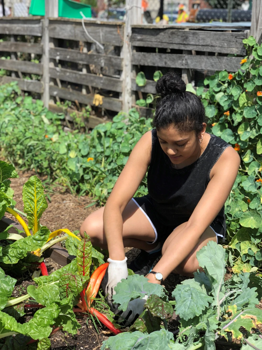 Community volunteer harvesting organic greens at The Campaign Against Hunger