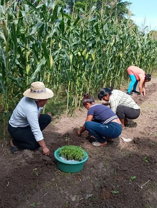 Women planting seedlings in a field beside a row of corn