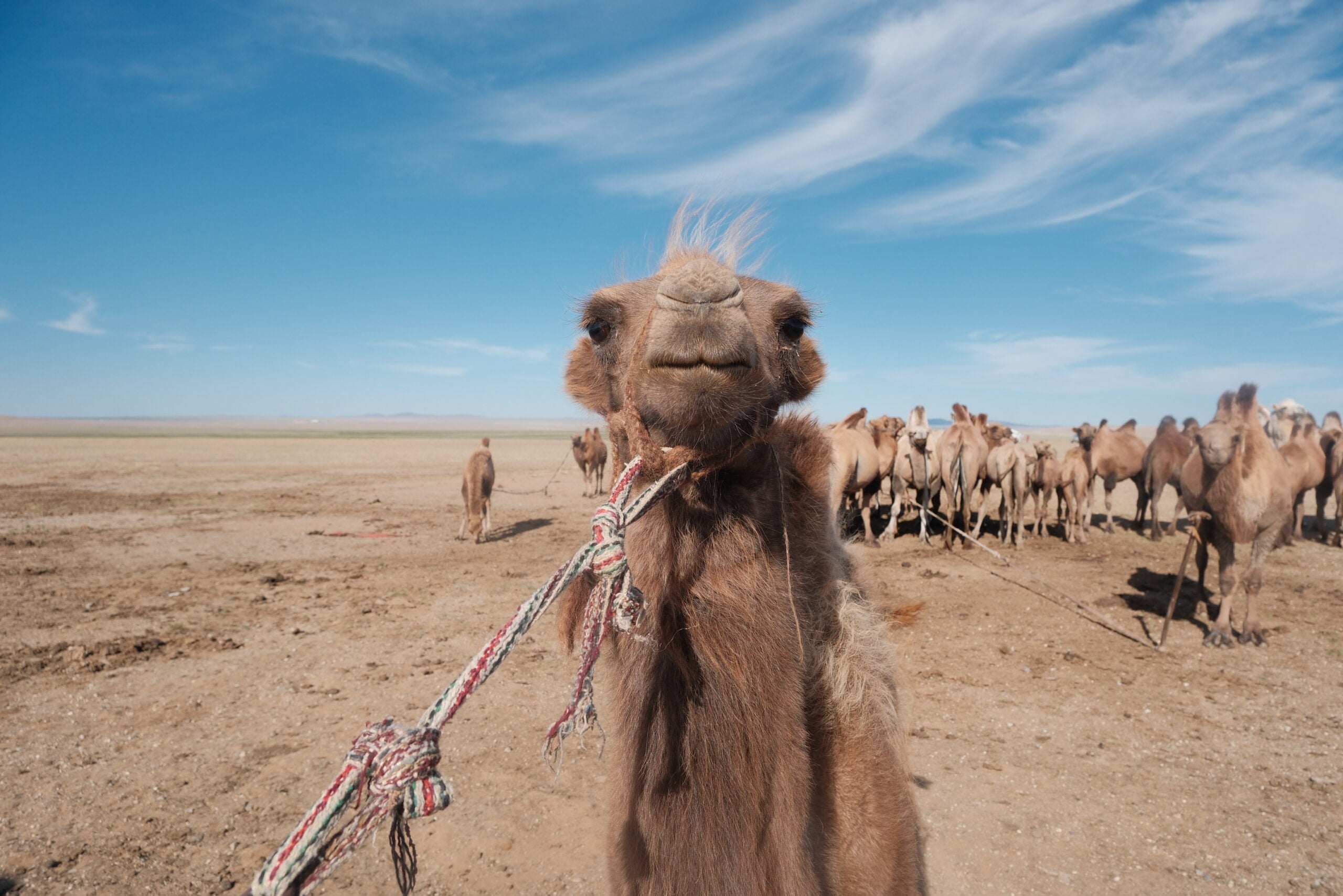 Baby Camel in Govisümber province, Mongolia. Photo Credit: Melanie Marques