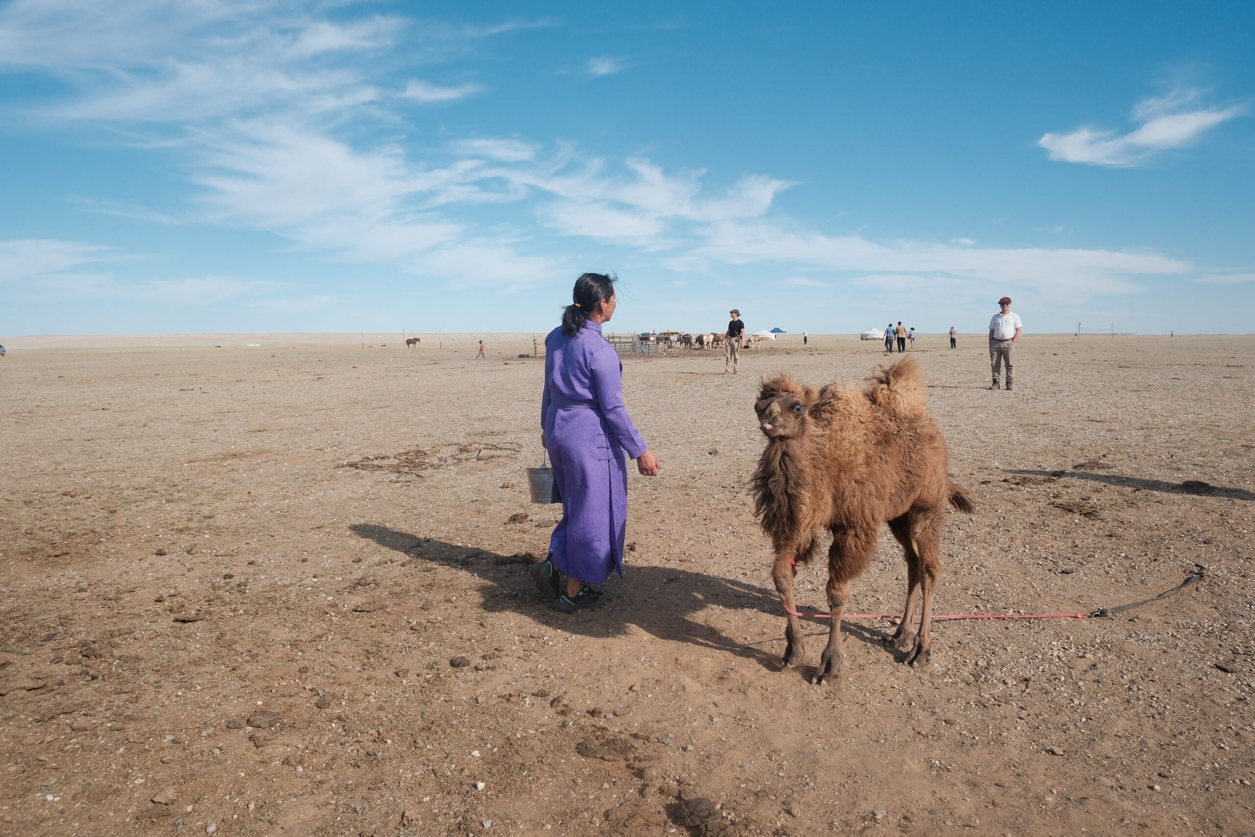Woman pastoralist walking with bucket after milking camels. Photo Credit: Melanie Marques