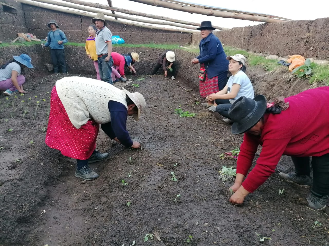 Community planting seedlings together in a sunken garden pit