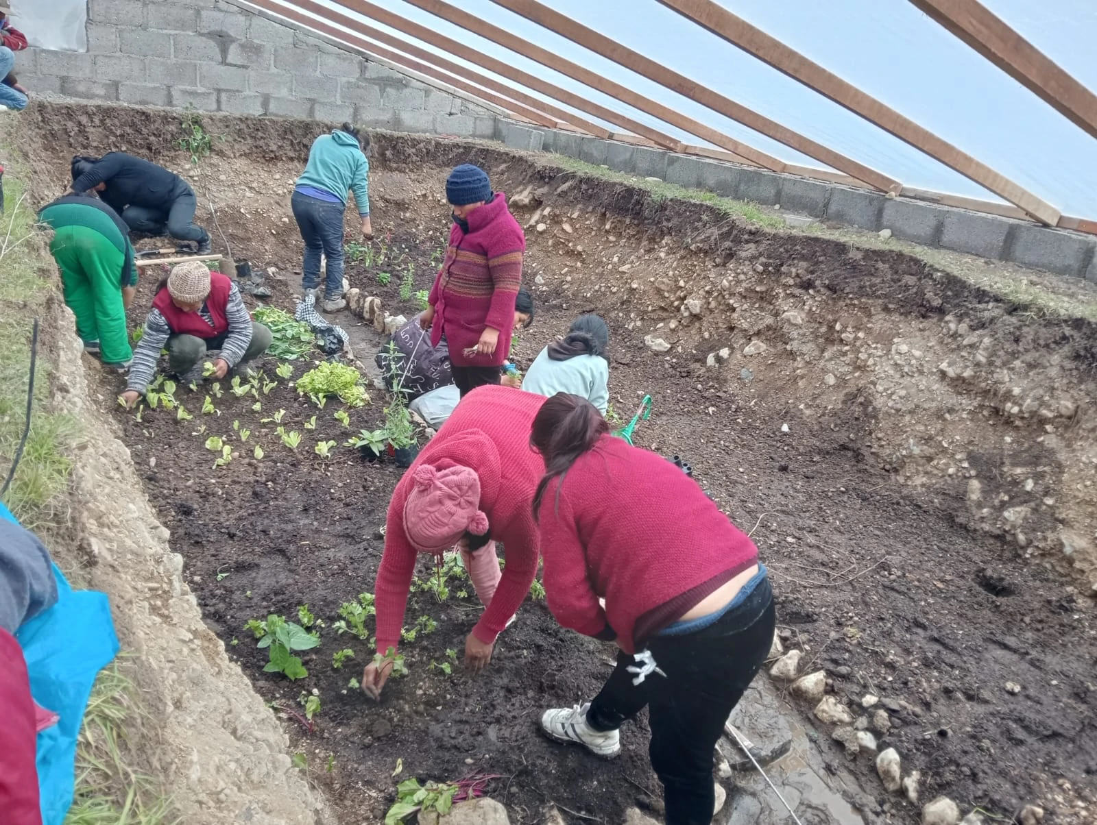 Women planting seedlings in a walipini sunken greenhouse