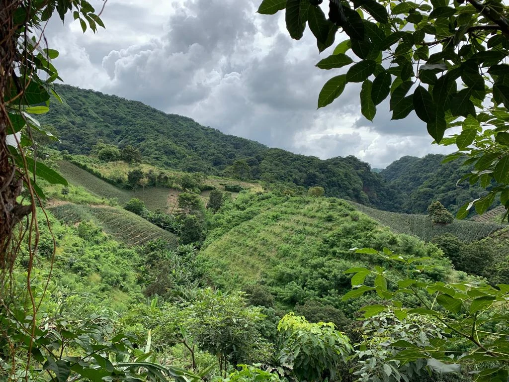 Lush green mountain valley framed by tropical foliage under cloudy skies