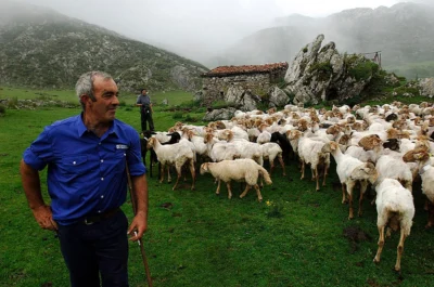 Shepherd with a flock of sheep on a misty mountain pasture beside a stone hut
