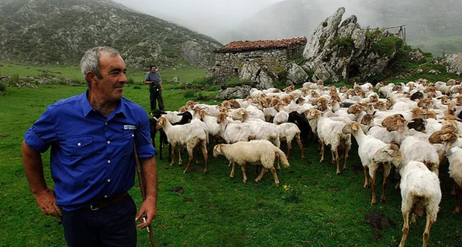 Shepherd with a flock of sheep on a misty mountain pasture beside a stone hut