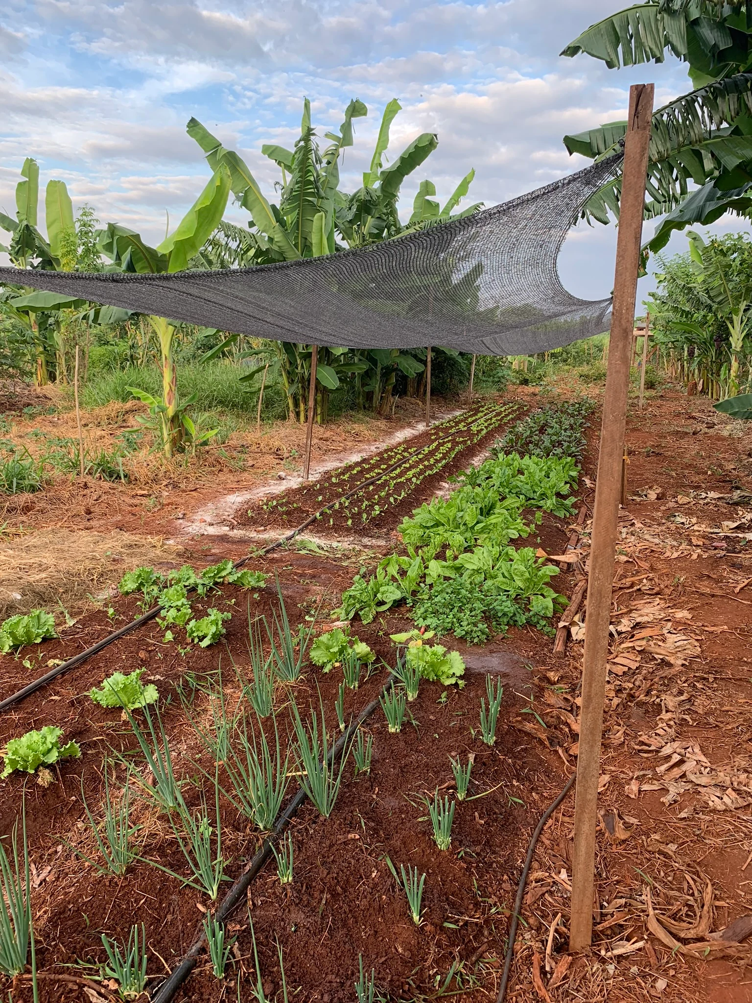 Rows of green onions and lettuce under shade cloth beside banana trees