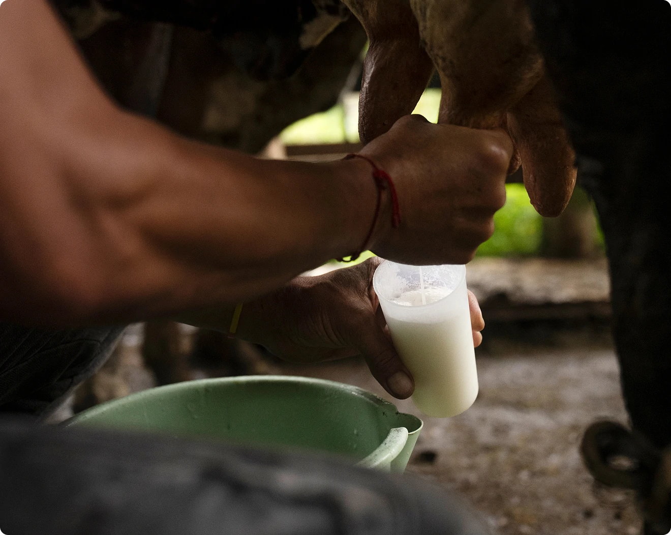 Hands milking a cow by hand into a small cup
