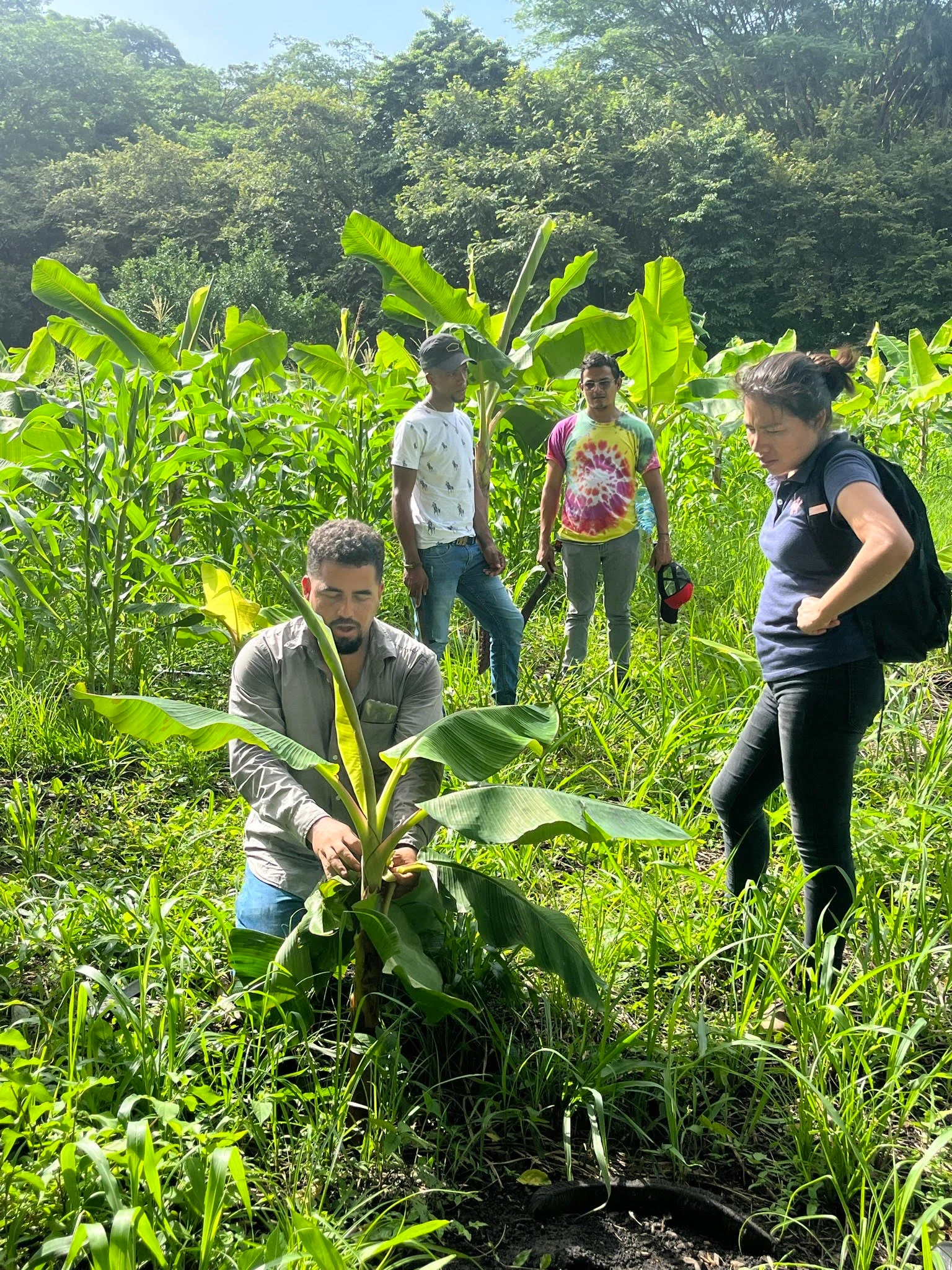 People examining a young banana plant in a green agricultural field