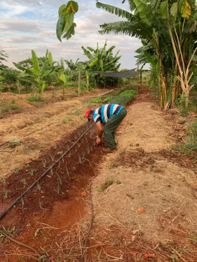 Man tending young plants in a garden bed with drip irrigation and banana trees