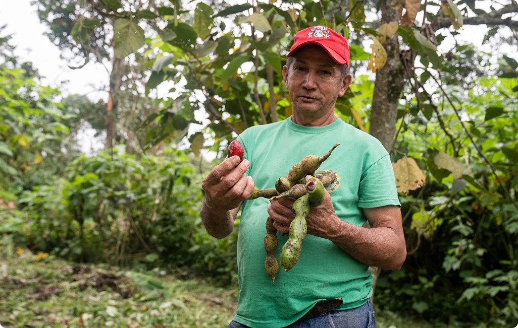 Farmer holding green seed pods and a red bean in a tropical garden