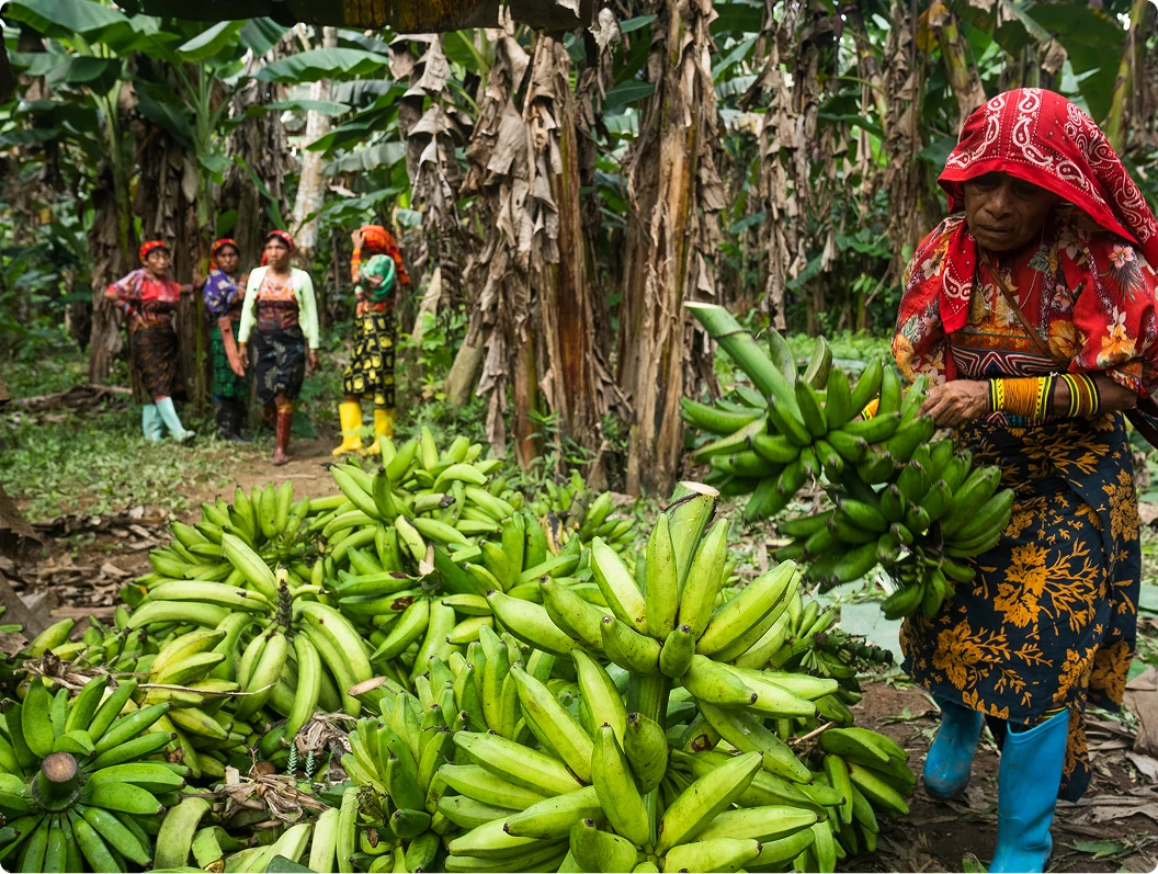 Guna women harvesting green plantains in a tropical grove