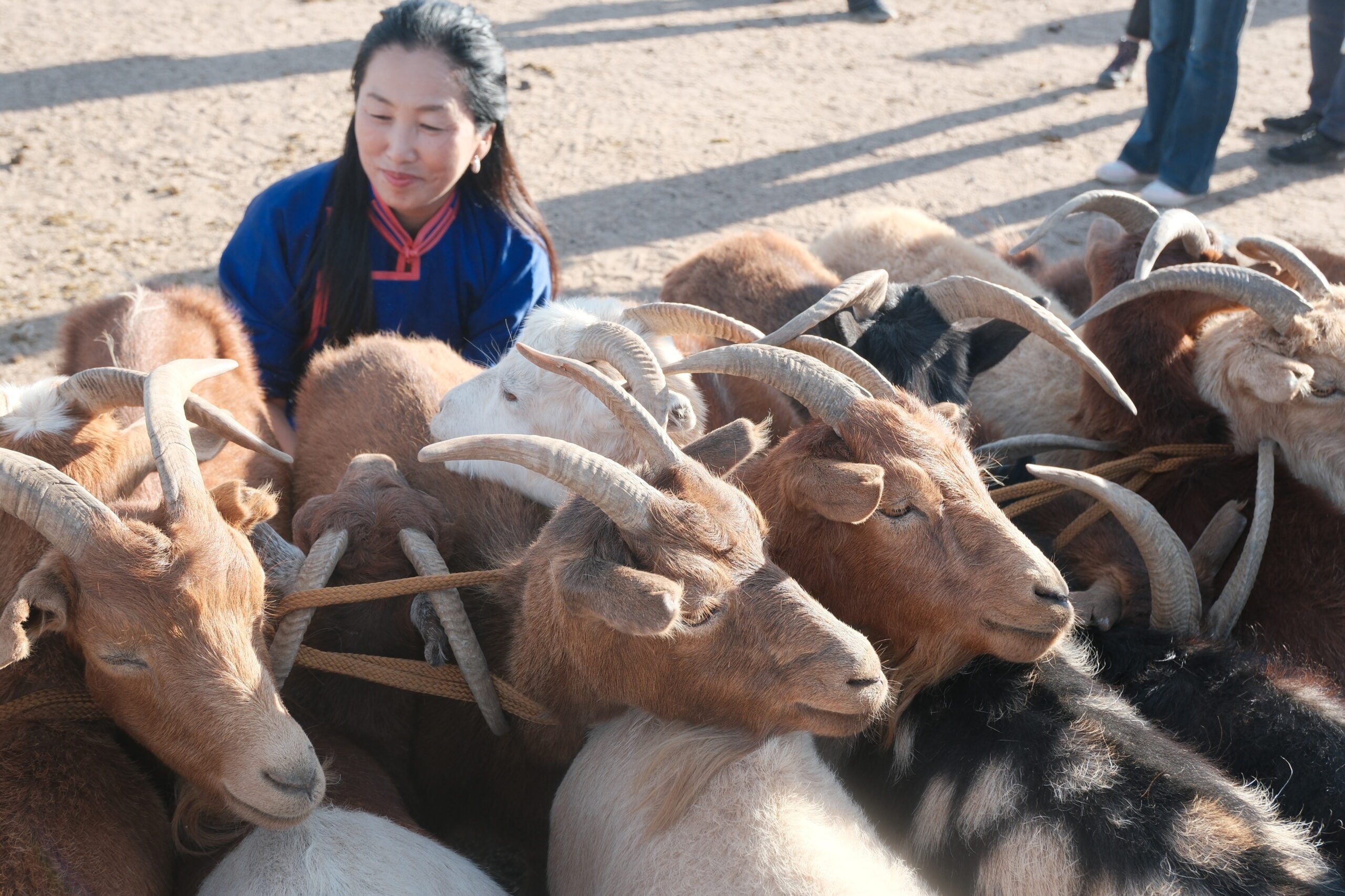 Inner Mongolian shepherd milking goats in the Govisümber province, Mongolia. Photo Credit: Melanie Marques
